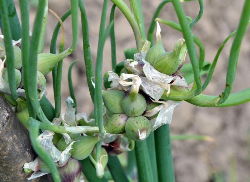 Wszystkie części cebuli wielopiętrowej nadają się do spożycia.