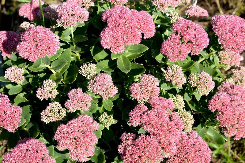 Rozchodnik okazały jest wytrzymały i niewymagający. Fot. vodolej/123RF.com