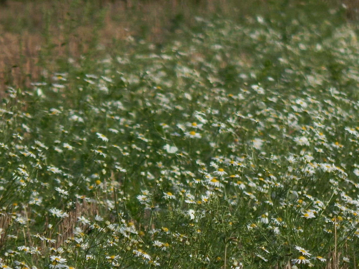 Leśne klimaty, ŚNIADANIE NA LEŚNEJ POLANIE