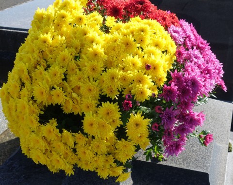 Mało znany sposób, który pomaga chryzantemom rozkwitnąć. Do tego je wzmacnia i chroni przed mrozem