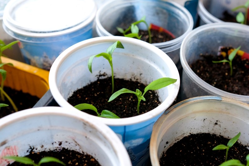 jakie warzywa siać lub sadzić pod koniec marca