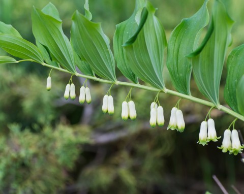 Kokoryczka wielokwiatowa (Polygonatum multiflorum)