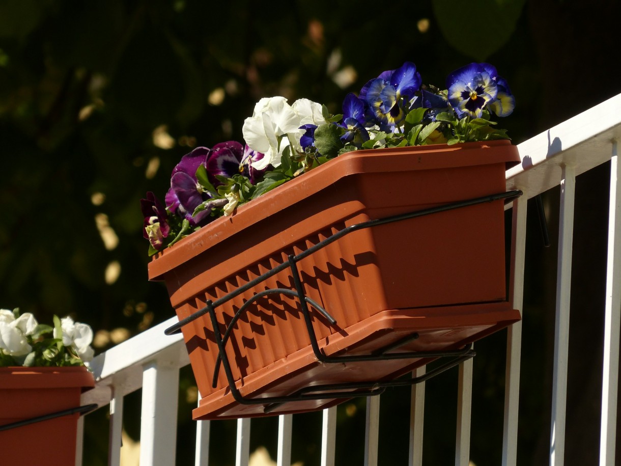 Rośliny, Bratki na wiosenny balkon