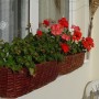 Pozostałe, Mój balkonowy ogródek - Moje krakowiaki dziś tak wyglądają,parę dni słonka i ruszyły z kwitnieniem
5.10.2010