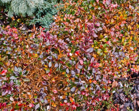 Irga błyszcząca (Cotoneaster lucidus)