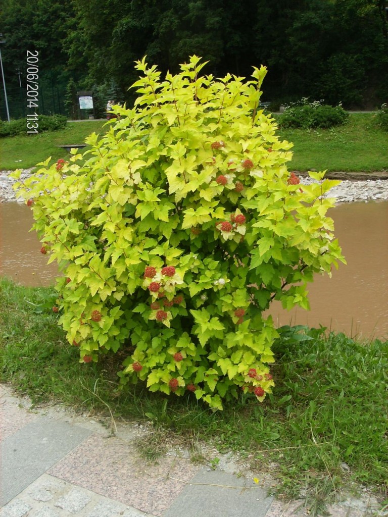 Pozostałe, SZCZAWNICA – ŻYCIODAJNY  ZDRÓJ