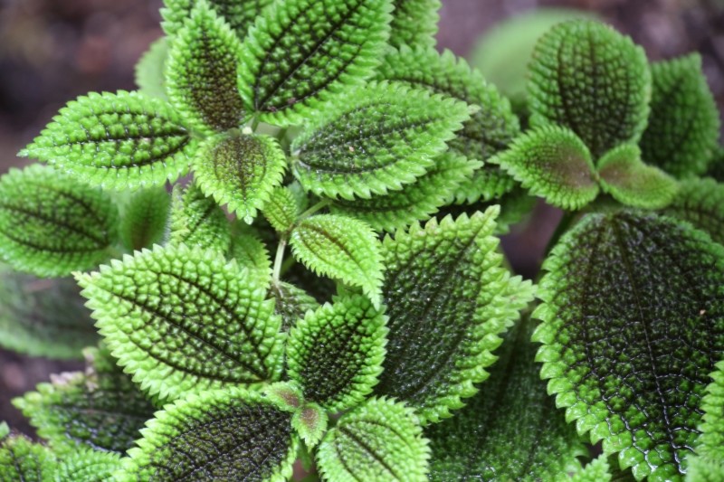 Pilea Moon Valley