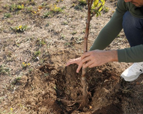 Jakich błędów nie popełniać podczas sadzenia drzew owocowych jesienią? Stara zasada sadowników ci pomoże