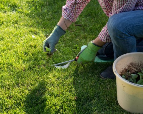 Chwasty na trawniku – jak się ich pozbyć bez wyrywania. Naturalne sposoby, żadnej chemii