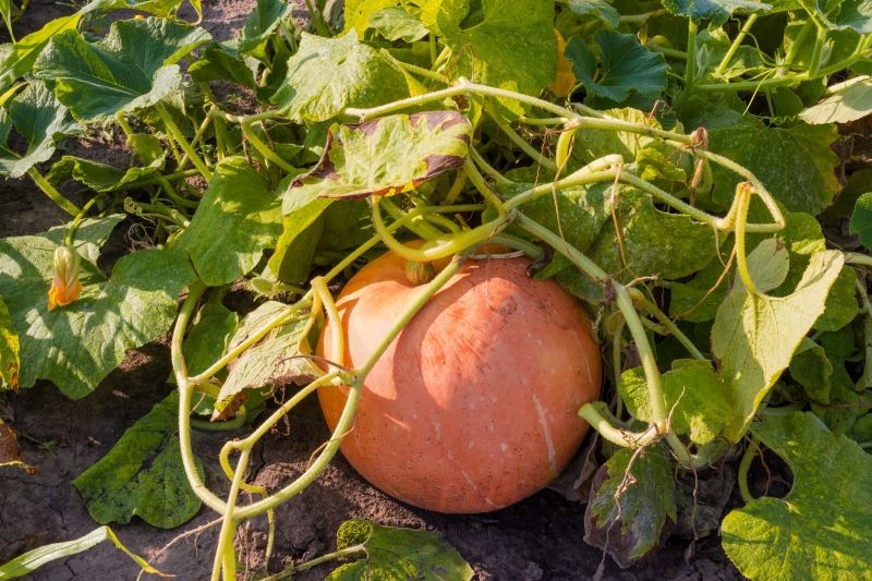 Dynie zbieramy w chwili, gdy osiągną pełną dojrzałość.
