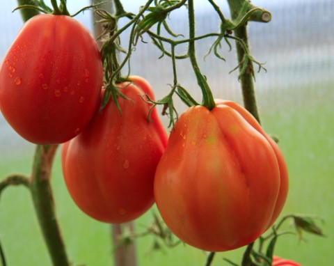Co wpływa na smak pomidorów z ogrodu? Prosty zabieg na słodsze owoce