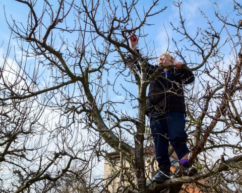 Co daje przycinanie czereśni w zimie? Przestrzegaj 3 zasad, a drzewko zakwitnie i obficie zaowocuje