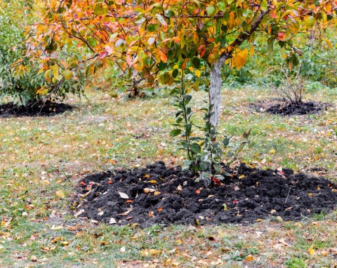 Sposób na własną ogrodową próchnicę. Cenny naturalny nawóz, który najlepiej robić jesienią