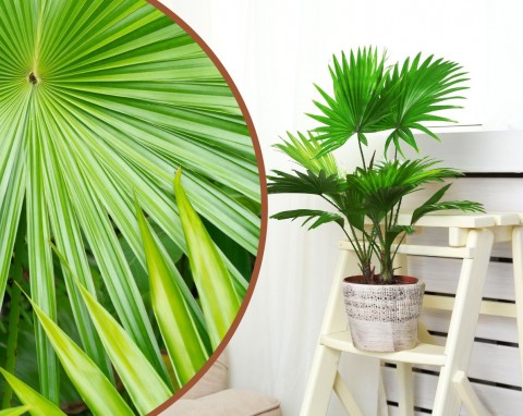 Liwistona australijska – oryginalna palma do dużych przestrzeni. Uprawa i pielęgnacja