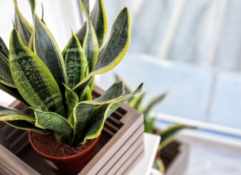 rośliny do sypialni dla lepszego snu 