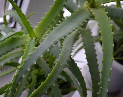 Jak podlewać aloes, żeby utrzymać go w dobrej kondycji? Nie czekaj, aż zwiędnie
