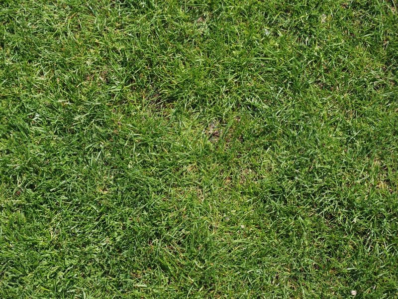 Kompost sprawi, że trawnik się zazieleni i zagęści na wiosnę.