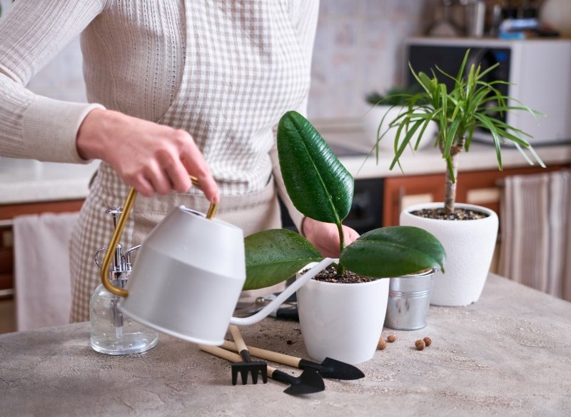 domowe odżywki do kwiatów, które szkodzą