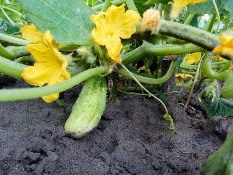Naturalne nawożenie to sekret obfitego owocowania ogórków.
