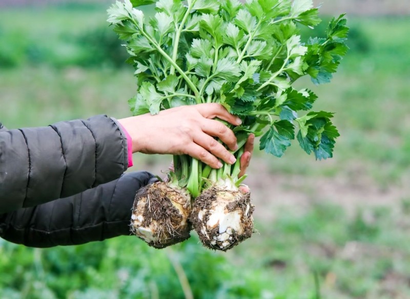co posadzić obok selera