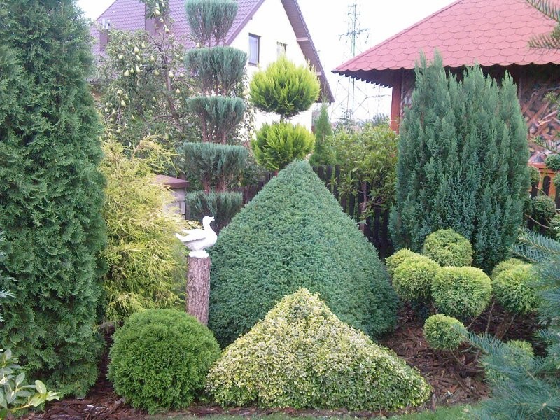 Ogród, ogród 2009 - .