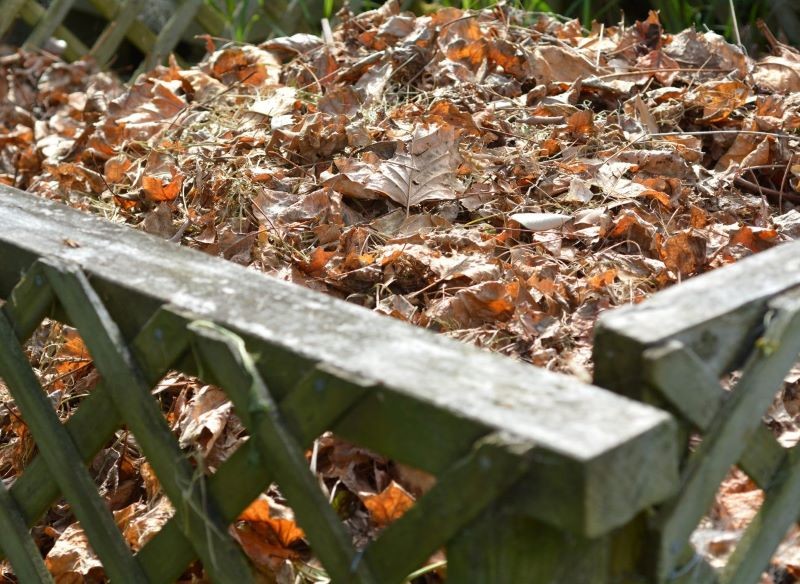 Liście z niektórych drzew mogą spowolnić kompostowanie.