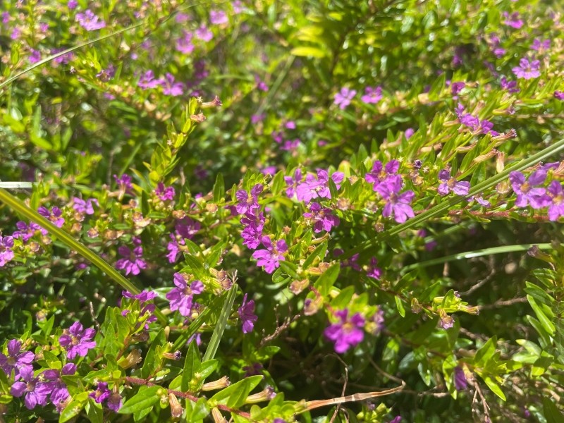 kufea hyzopolistna