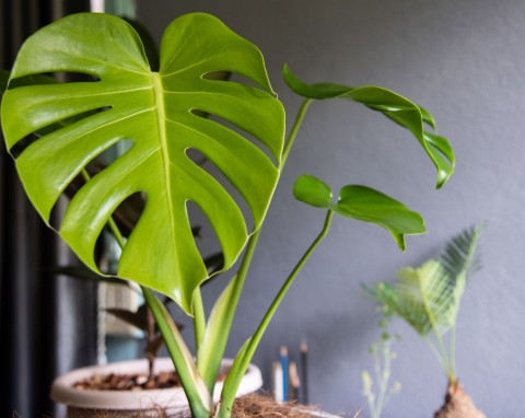 Monstera dziurawa (Monstera deliciosa)