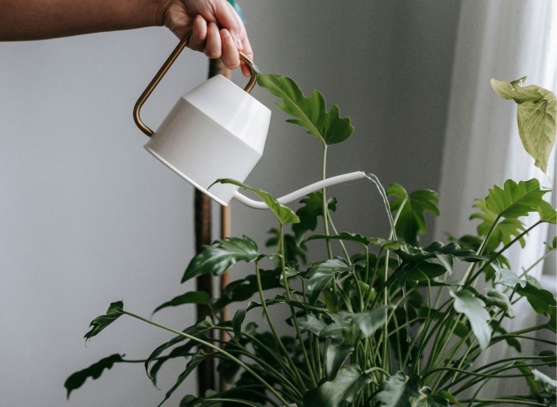 jak dbać o kwiaty doniczkowe zimą