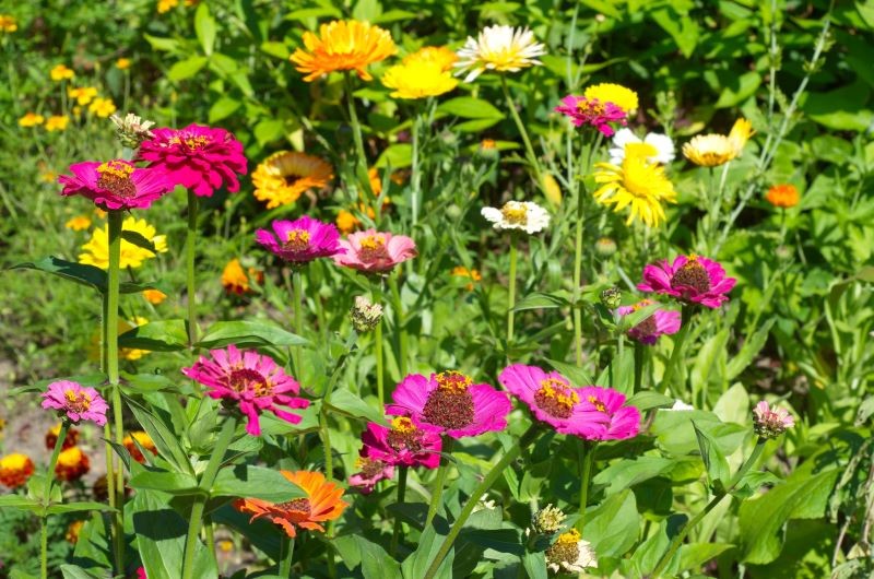 Cynie zdobią ogród kwiatami aż do jesiennych przymrozków.