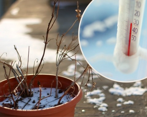 Zabezpieczanie roślin wieloletnich na balkonie i tarasie. 5 zasad, by przetrwały zimę