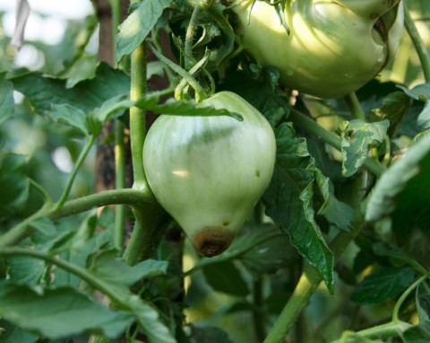 Jak rozpoznać pierwsze symptomy suchej zgnilizny wierzchołkowej pomidorów? Czy da się je uratować?