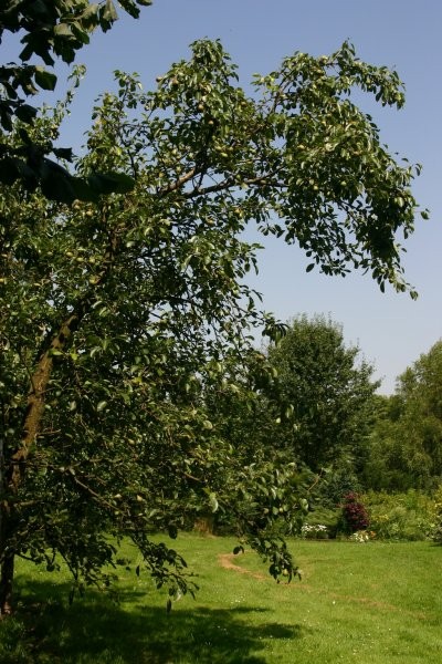 Ogród, EDEN! -  mój ogród - na pierwszym planie grusza - sad niewidoczny