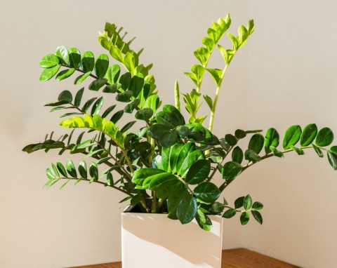 Zmiksuj, zalej wodą i podlewaj zamiokulkasa. Szybko wypuści nowe liście