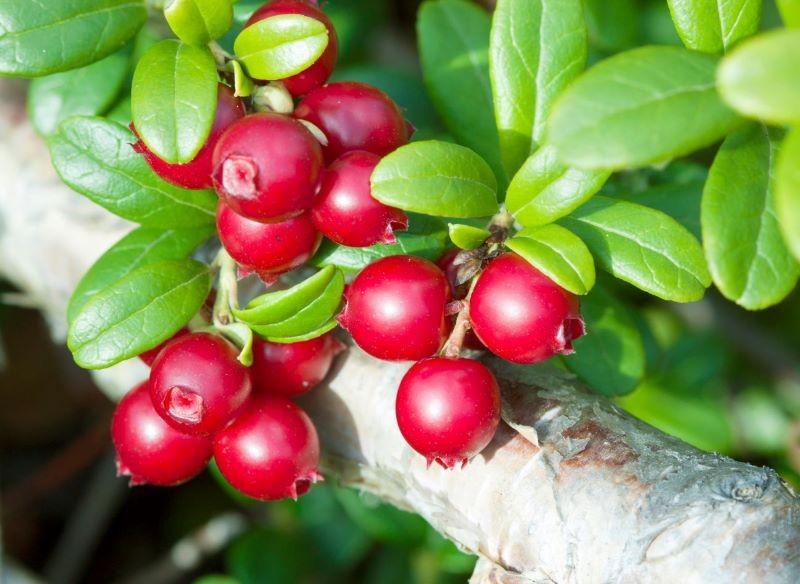 W uprawie borówki brusznicy najważniejsze jest zakwaszenie gleby.