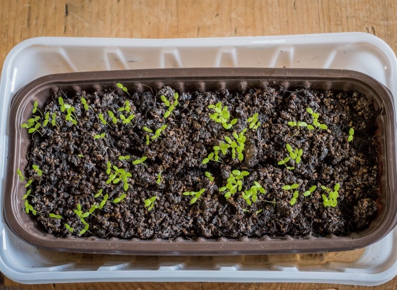 siew selera na rozsadę