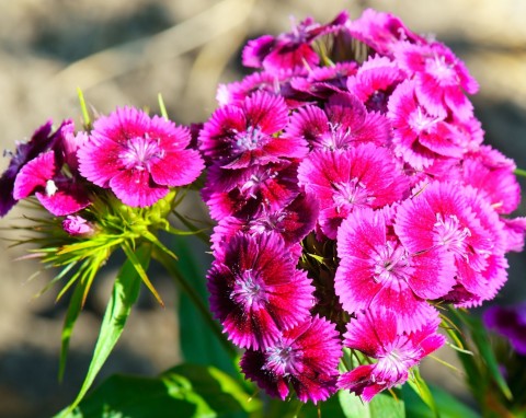 Goździk kropkowany (Dianthus deltoides)