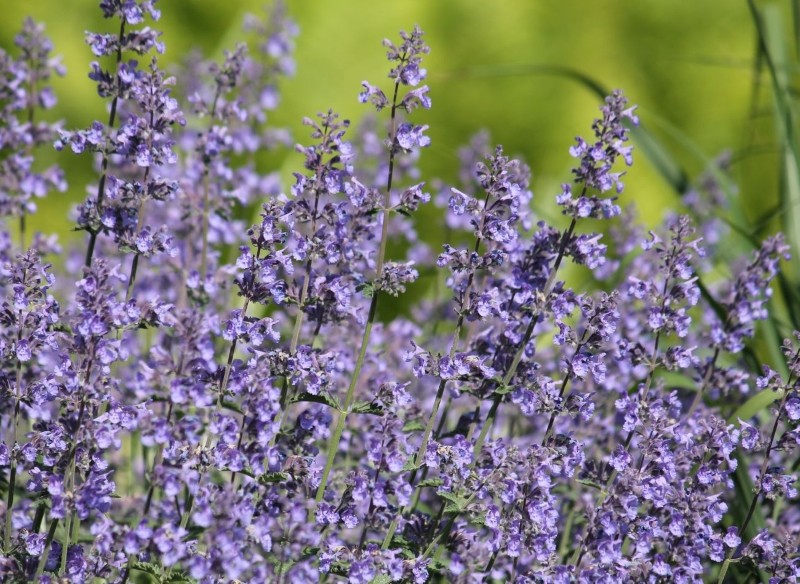 jakie rośliny odstraszają kleszcze