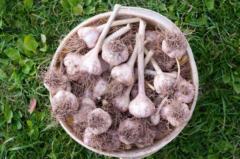 Zaprawianie czosnku przed sadzeniem wpływa na wielkość i jakość plonów.