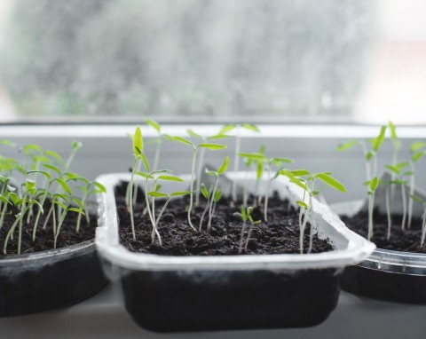 Co siać i sadzić w styczniu? Tzw. szklarniowa piątka to podstawa w każdym ogrodzie