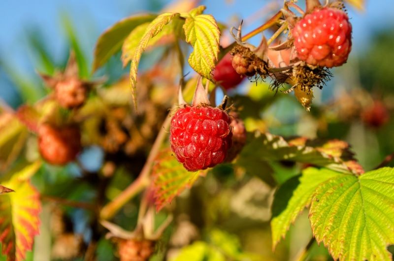 Dlaczego warto nawozić maliny w naturalny sposób?
