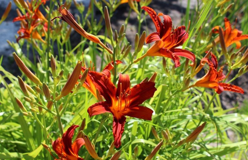 Warto usuwać z liliowców suche kwiaty.