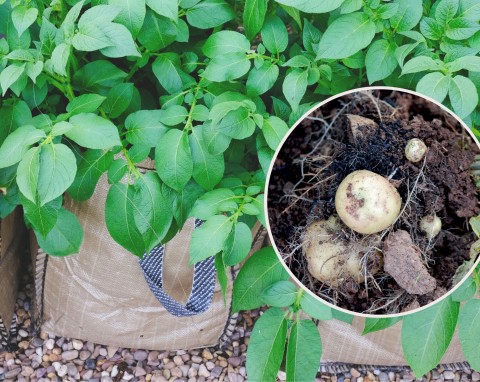 Uprawa ziemniaków w workach krok po kroku. Sadzenie, pielęgnacja, zalety i wady
