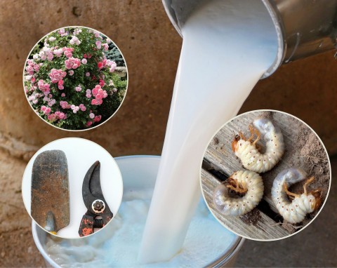 Jak wykorzystać mleko w ogrodzie? Pięć najlepszych zastosowań