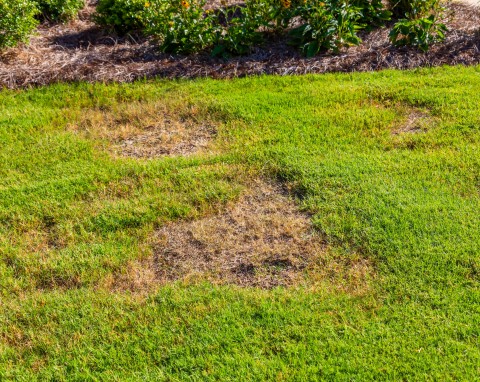 Jak powstają dziury na trawniku i w jaki sposób im zaradzić?