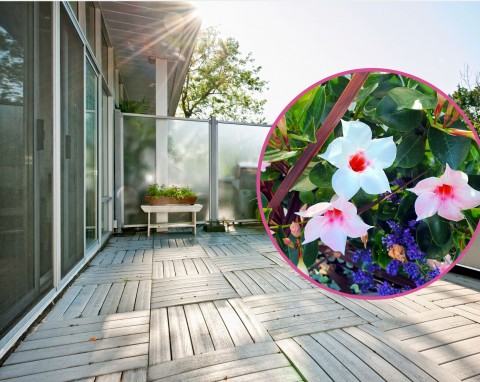 Sundavilla - niezwykła roślina na balkon i taras. Jak pielęgnować sundavillę?