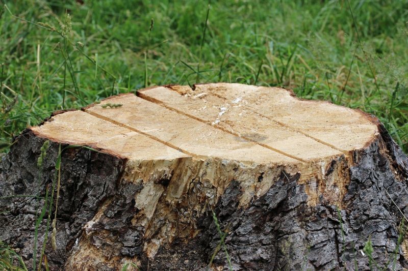 Aby przygotować pień drzewa do usunięcia, warto go głęboko ponacinać.