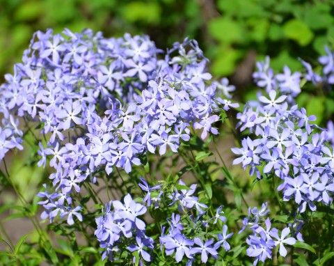 Floks kanadyjski (Phlox divaricata)