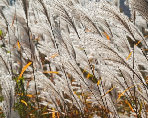 Miskant cukrowy (Miscanthus sacchariflorus)