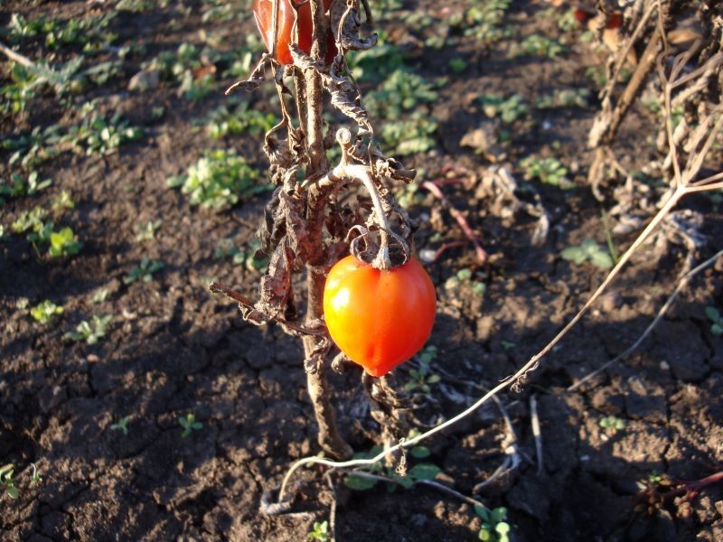 Glebę po zarazie ziemniaczanej trzeba oczyścić i odkazić.